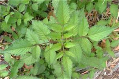 blackjack plant